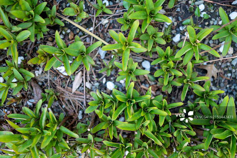 春天里发芽的鹅颈草图片素材