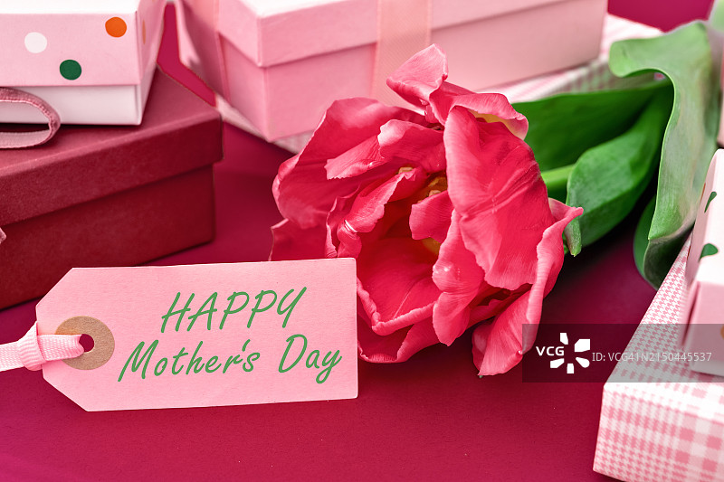 品红色背景和礼品盒上的红色郁金香图片素材