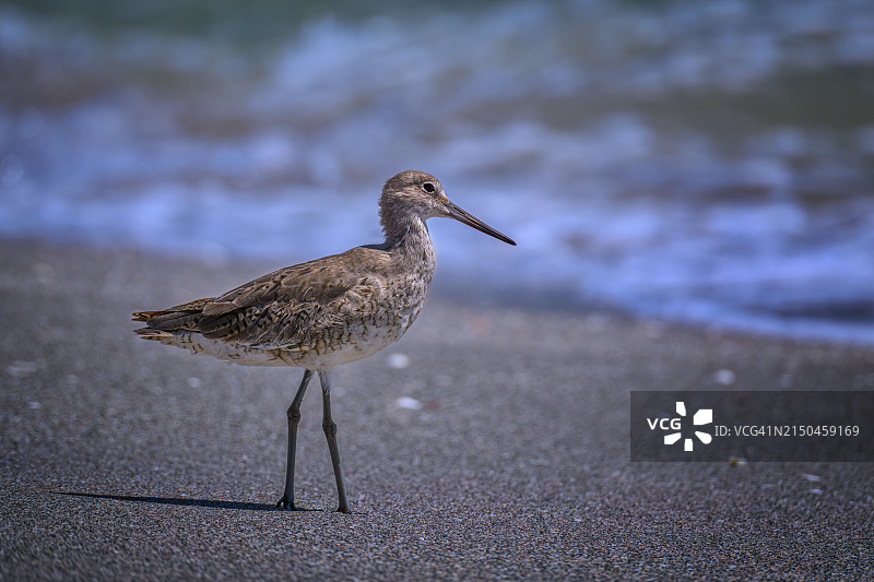 佛罗里达卡普蒂瓦岛海滩上的半蹼鹬图片素材