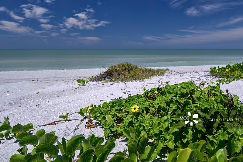 墨西哥湾卡普蒂瓦岛海滩上的向日葵图片素材