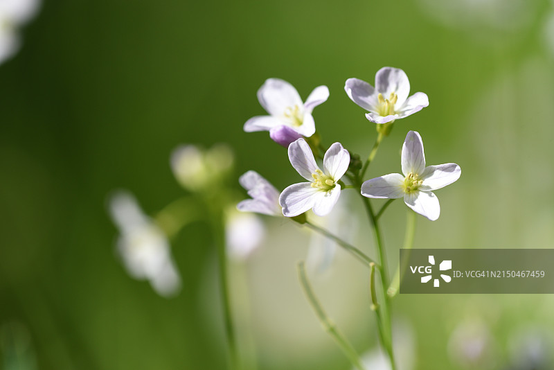 草甸碎米荠图片素材