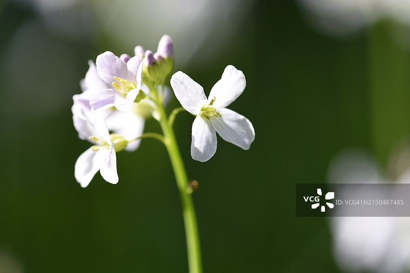 草甸碎米荠图片素材