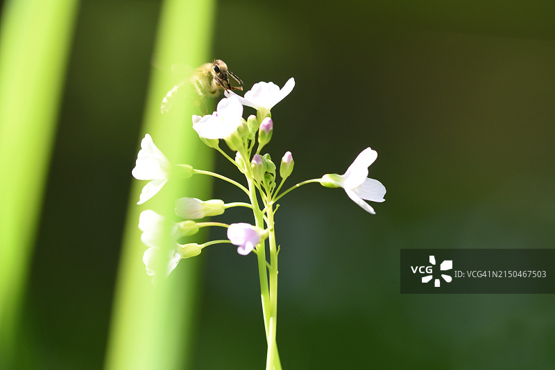 带蜜蜂的碎米荠图片素材