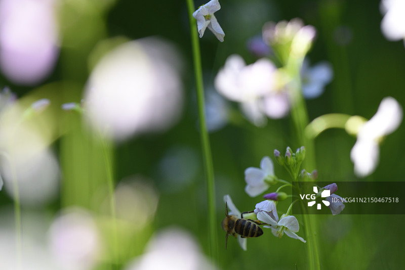带蜜蜂的碎米荠图片素材
