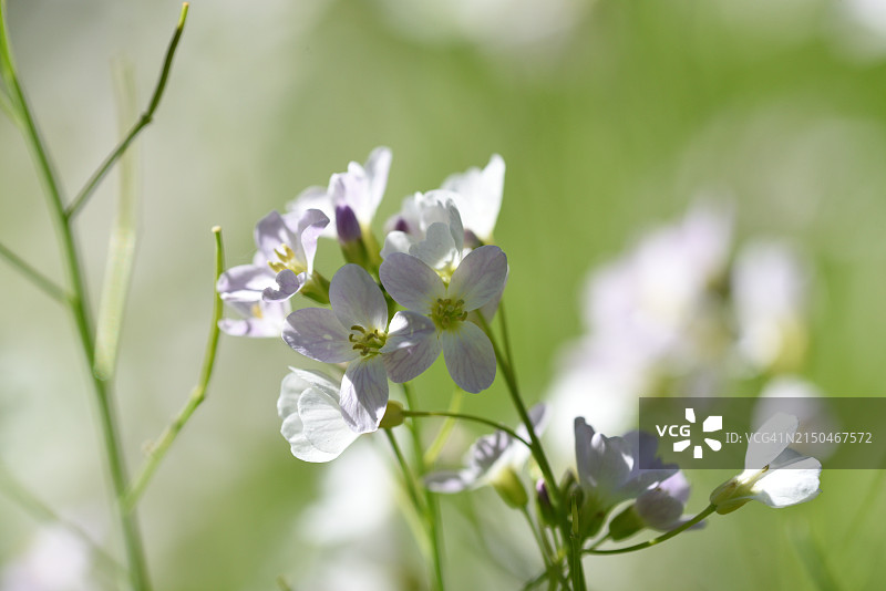 豆瓣菜图片素材