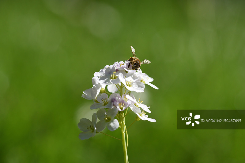 带蜜蜂的碎米荠图片素材