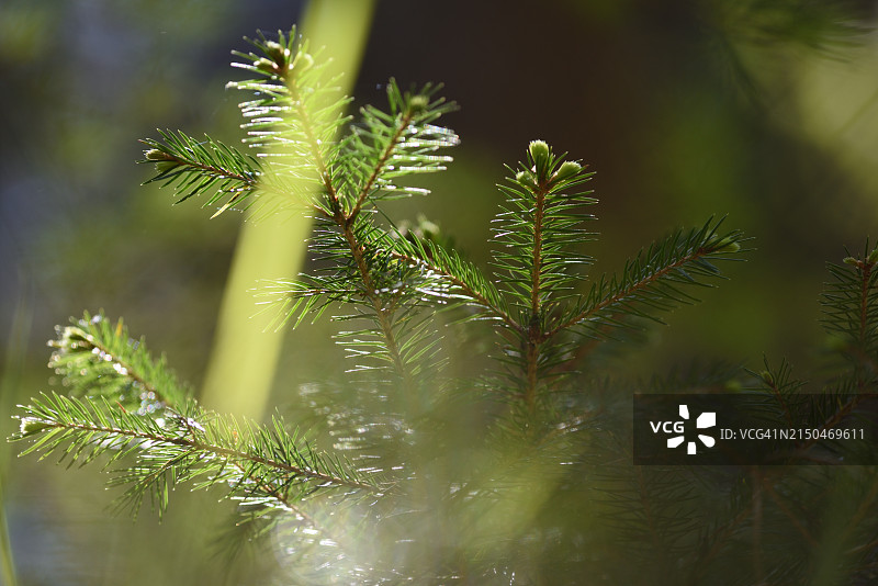 云杉树枝图片素材