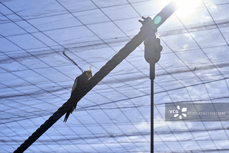 悬索桥上的鸟图片素材