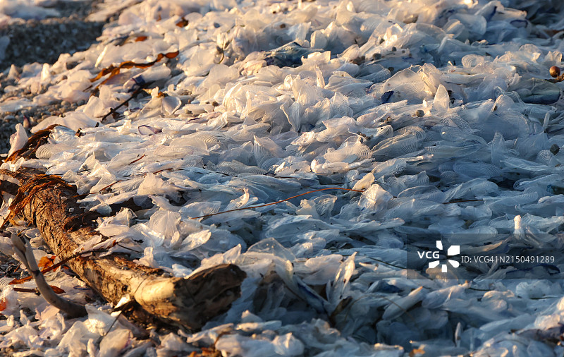 随风水手（Velella velella）冲上阿西洛马州立海滩图片素材