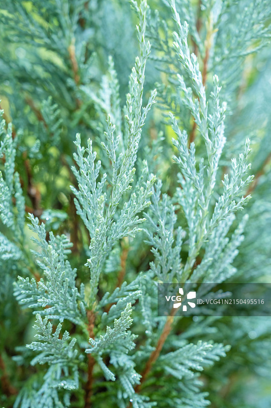 罗森柏树植物的近景，自然背景图片素材