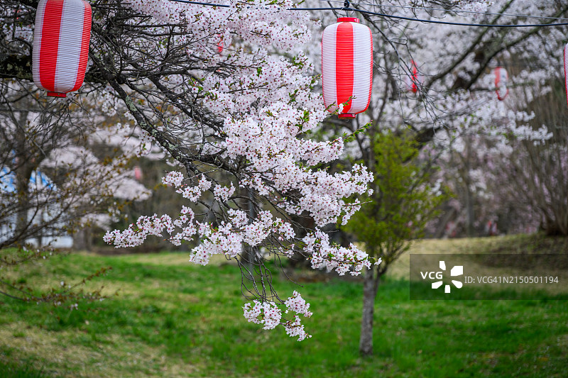 日式春季樱花和红色灯笼图片素材