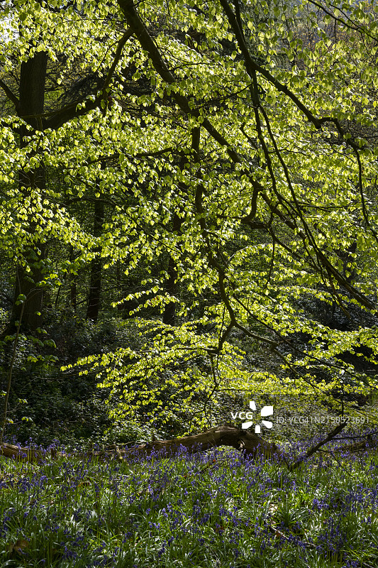 春天成熟山毛榉树上鲜亮的绿色新芽图片素材
