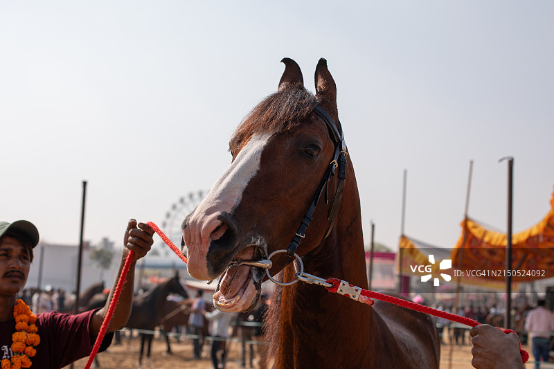 普什卡集市 2023图片素材
