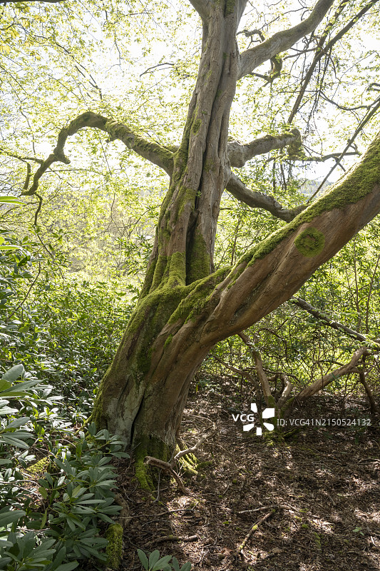 春天阳光下扭曲的山毛榉树干图片素材