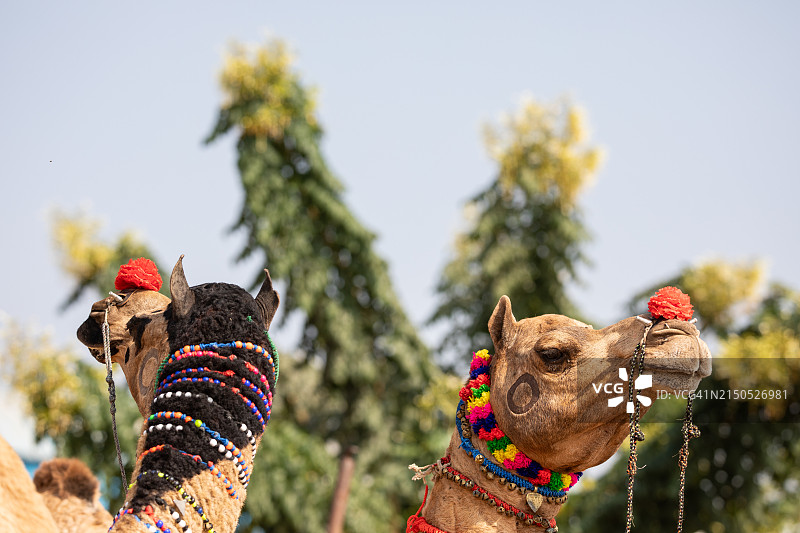 普什卡骆驼装饰图片素材