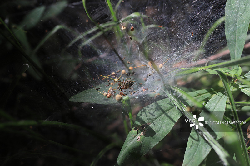 森林里蜘蛛网上的肥蜘蛛图片素材