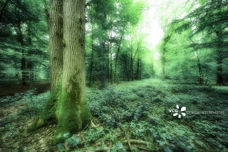 法国塞纳-马恩省的森林图片素材