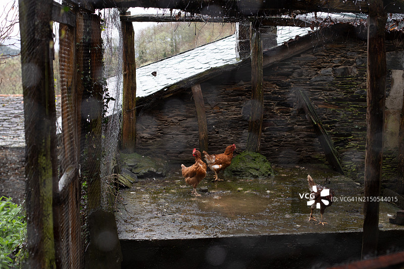 鸡舍里的母鸡图片素材