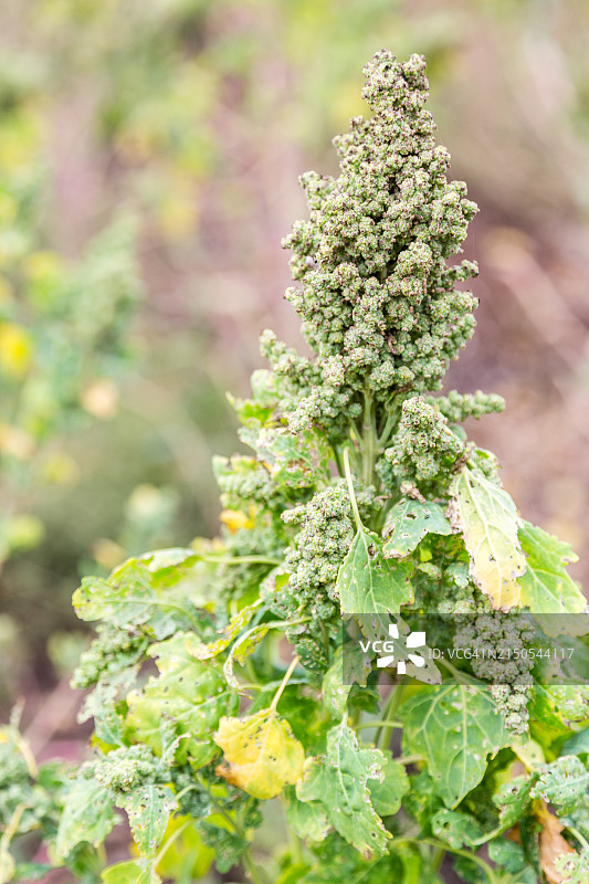 藜麦植物特写图片素材