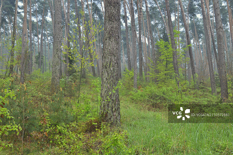 晨曦中的森林图片素材