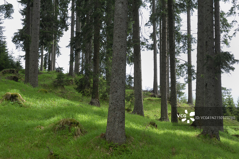 春季针叶林图片素材