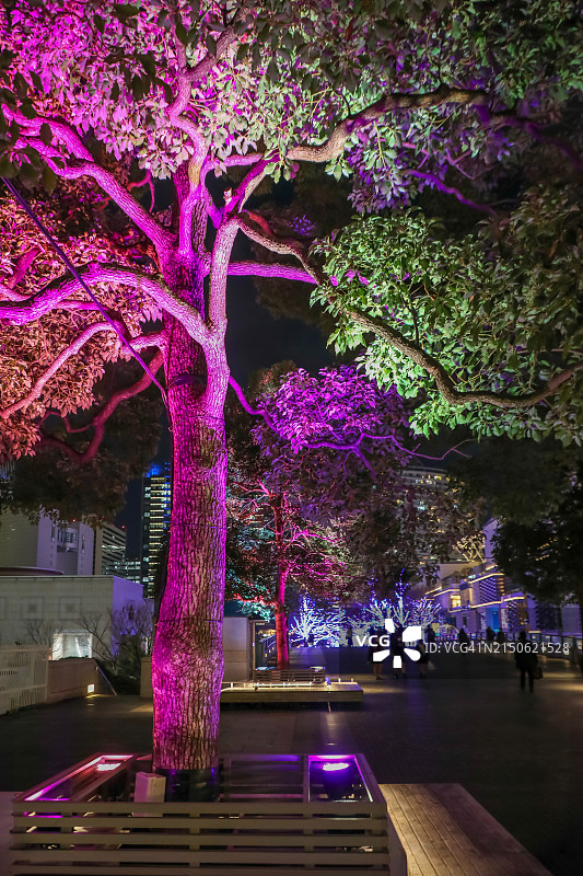 充满活力的夜景：城市人行道上被照亮的树木图片素材