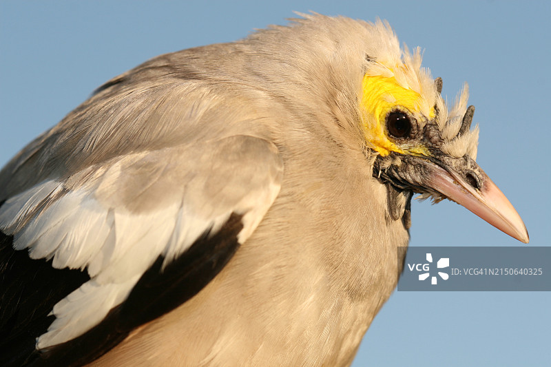 一只年幼的肉垂椋鸟图片素材