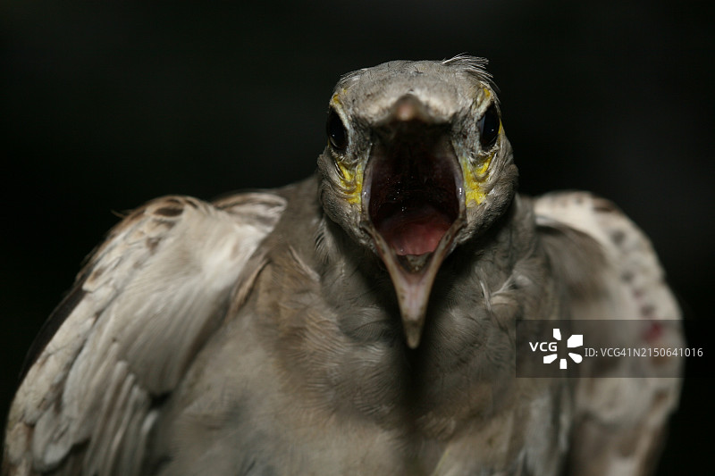 尖叫的未成熟垂耳椋鸟图片素材