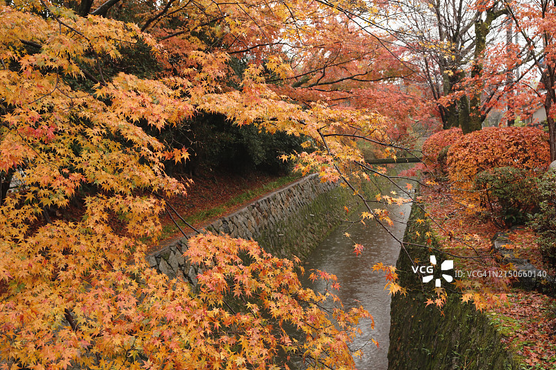 秋天的哲学之道图片素材