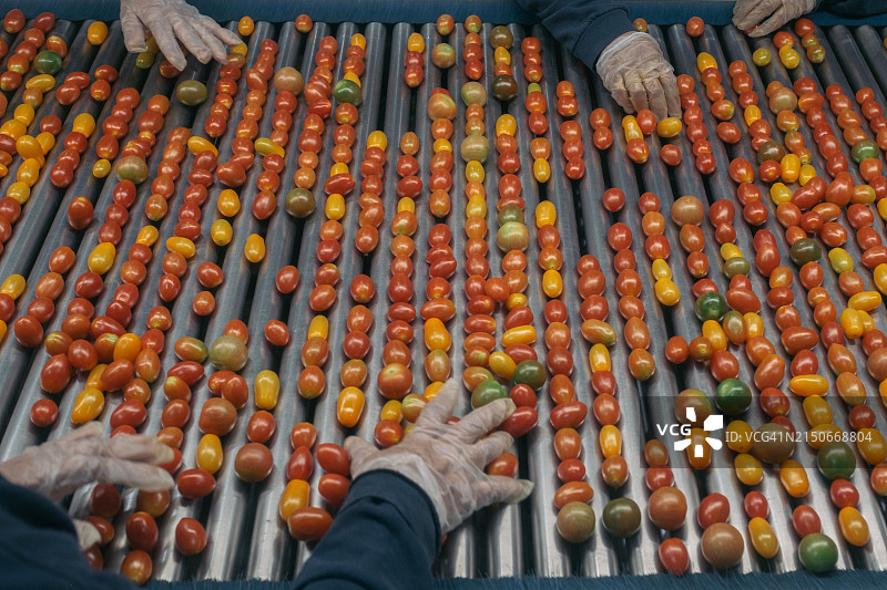 工人在包装厂分拣西红柿图片素材