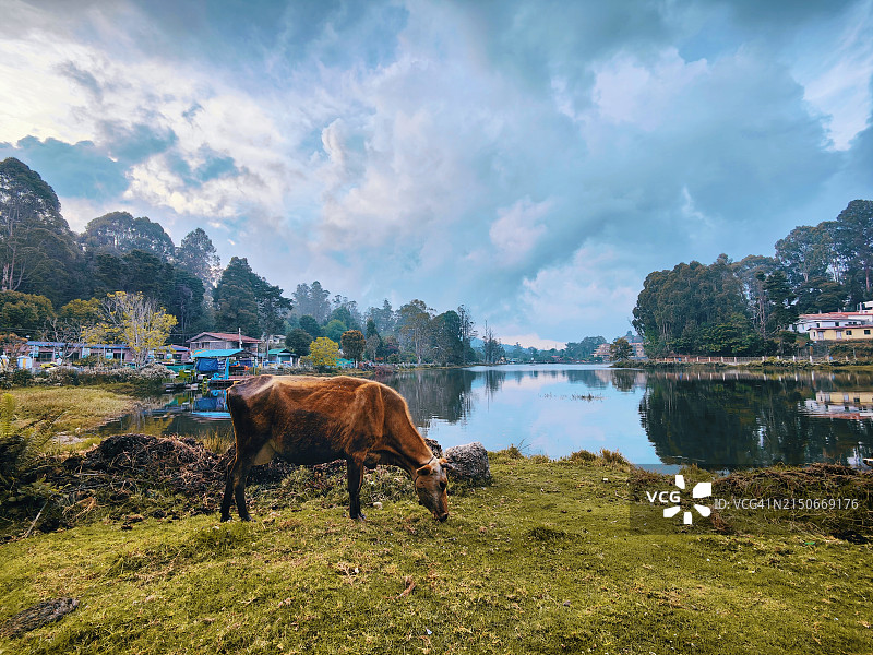 泰米尔纳德邦科代卡纳尔湖畔的草地奶牛图片素材