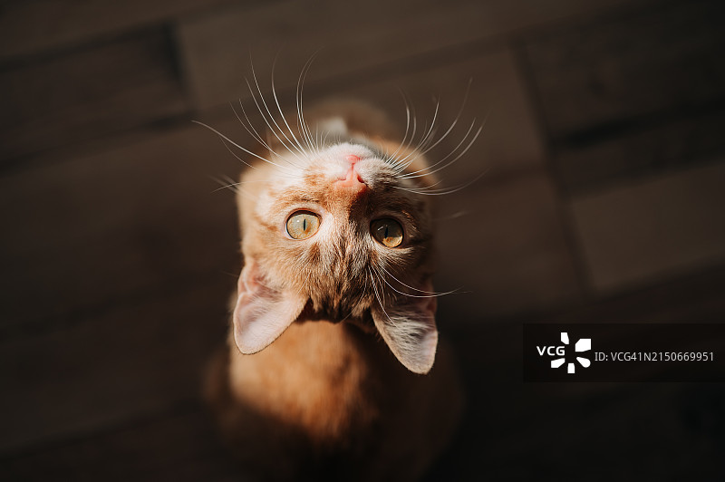 黑色背景上向上看的姜黄色猫图片素材