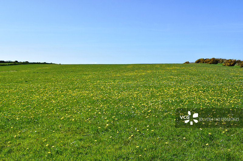 蒲公英田野图片素材