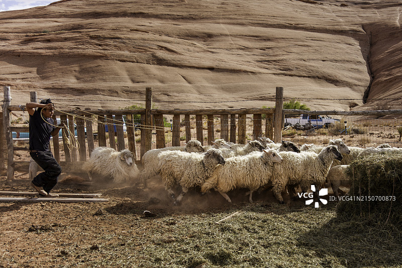 在亚利桑那州纪念碑谷家庭牧场围栏里套羊和摔跤的14岁纳瓦霍族男孩图片素材