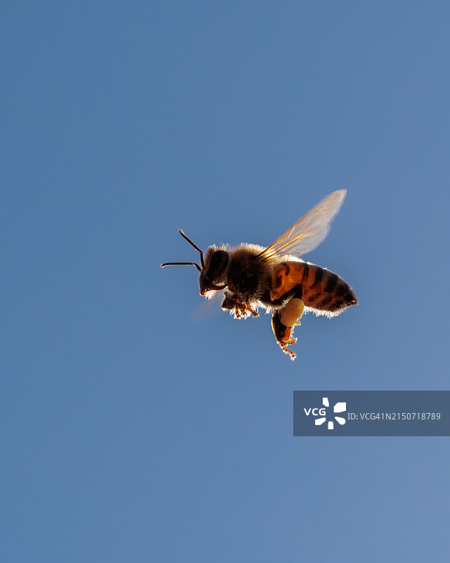 美国佛罗里达州棕榈市，蓝天下飞鸟的仰视图片素材