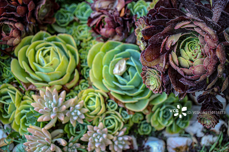 玫瑰花的微距特写图片素材