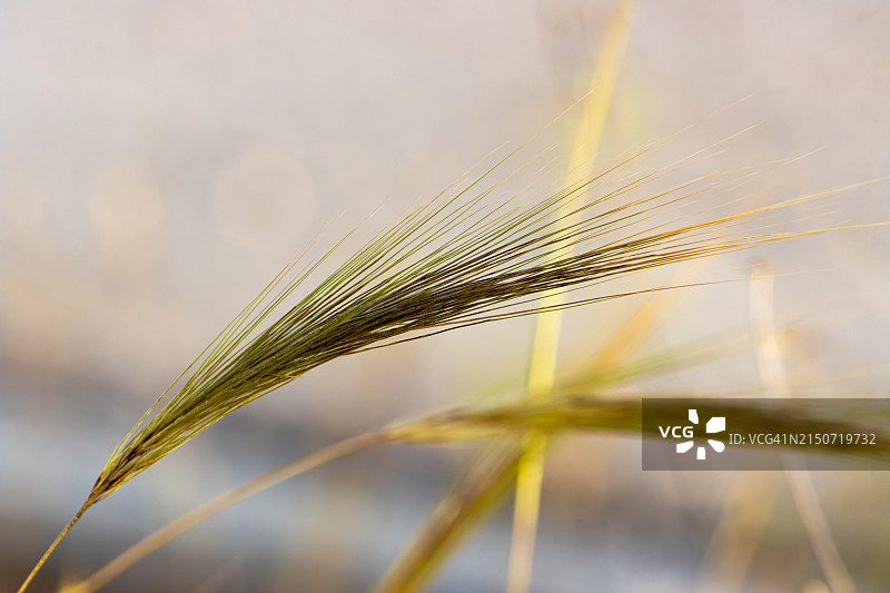 小麦在田间生长的特写图片素材