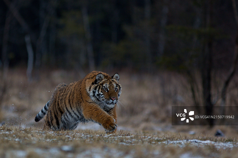 森林中奔跑老虎的侧视图图片素材
