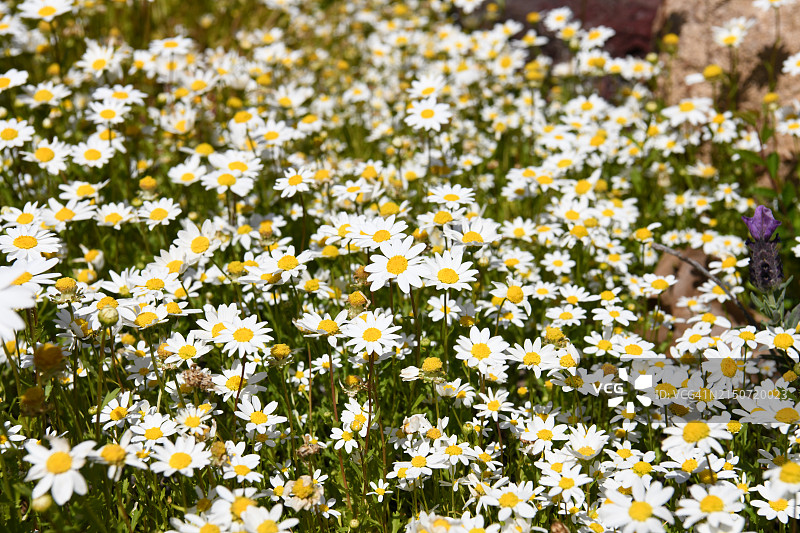 田野上的白色植物特写，美国加利福尼亚州奥兰治图片素材