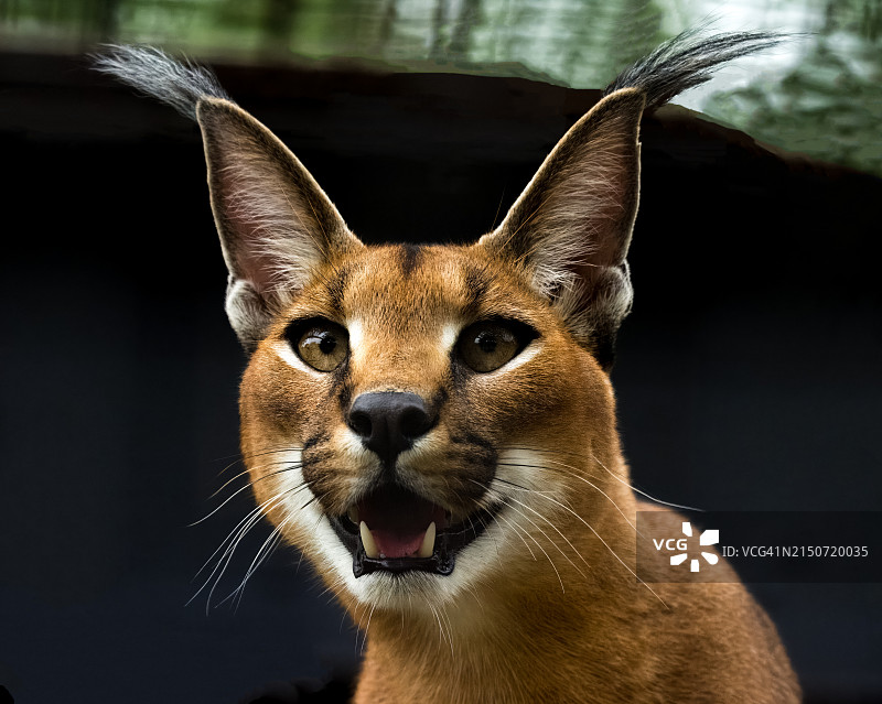 猫的特写肖像，美国堪萨斯州威奇托图片素材