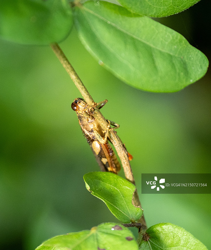 植物上的昆虫特写，新加坡图片素材