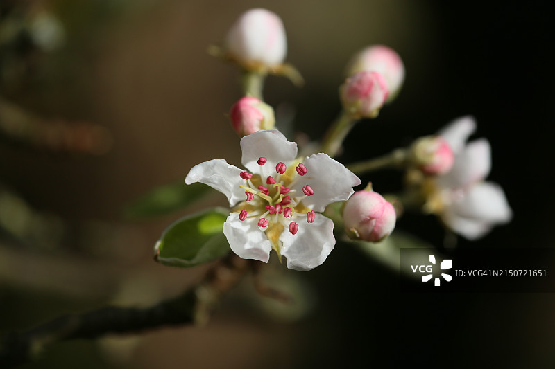 白色樱花的特写图片素材