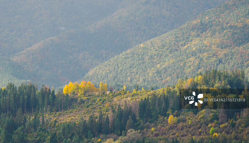 秋季森林中的松树美景图片素材