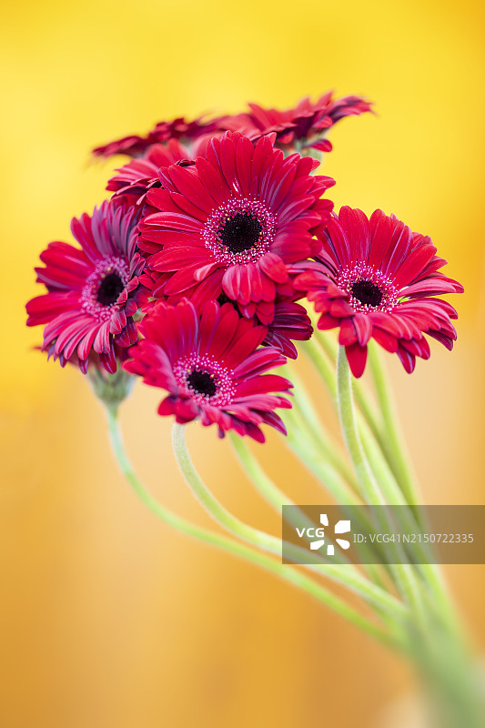 粉色开花植物特写图片素材