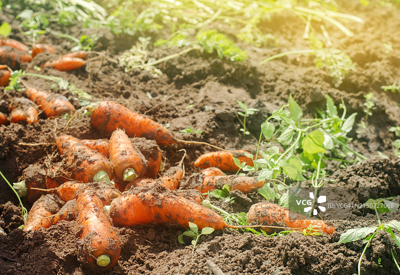 田野里蔬菜的俯视角度照片图片素材