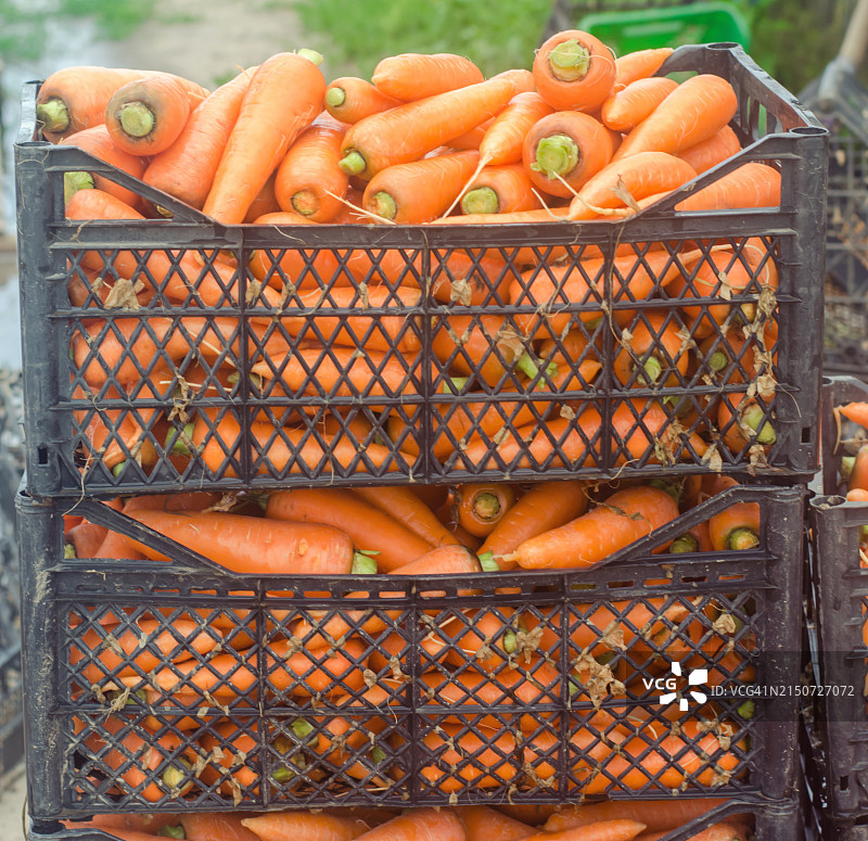 板条箱中的胡萝卜俯视图图片素材