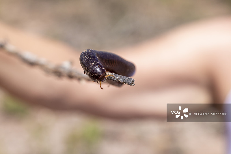蜗牛在植物上的特写图片素材