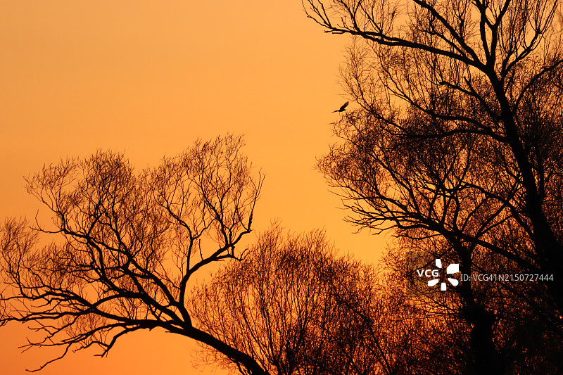 橙色天空下的光秃树木剪影仰视图片素材