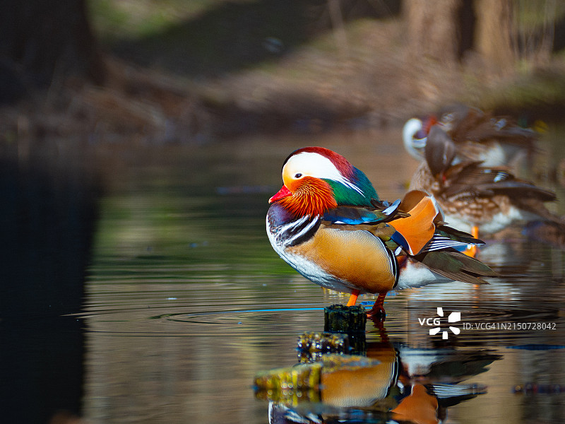 湖中鸳鸯游泳的特写图片素材