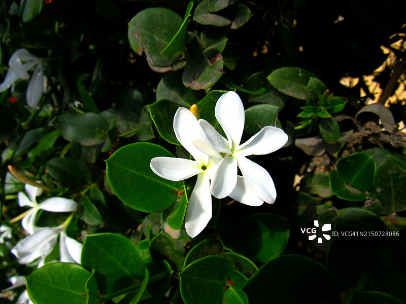 白色开花植物高角度景观图片素材